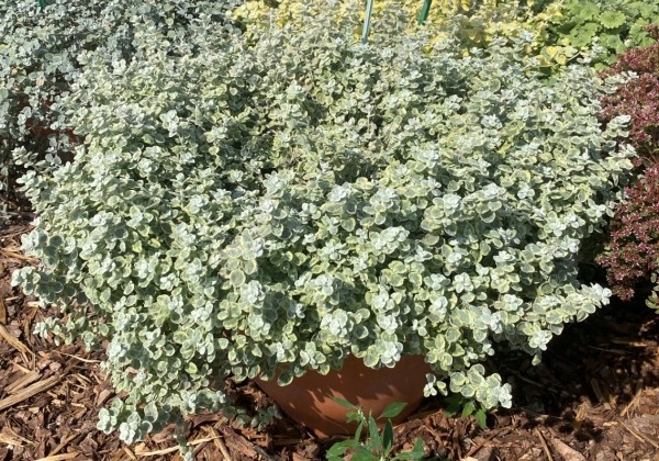Helichrysum petiolare Variegata (12 cm)