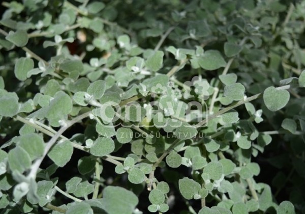 Helichrysum petiolare Silver (12 cm)