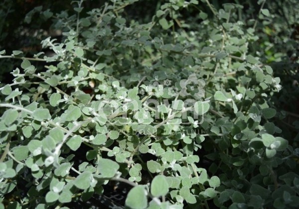 Helichrysum petiolare Silver (12 cm)