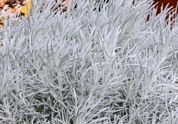 Helichrysum petiolare Silverball (12 cm)
