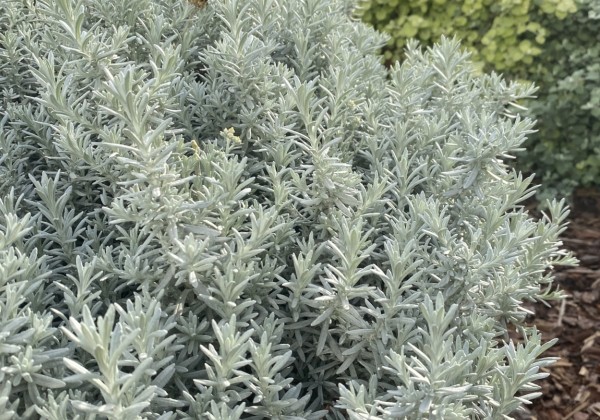 Helichrysum petiolare Trailing Silver (12 cm)