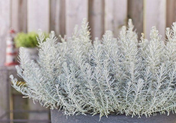 Helichrysum petiolare Trailing Silver (12 cm)