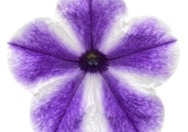 Petunia atkinsiana Surfinia Lagoon Blue Star (XXL)