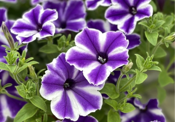 Petunia atkinsiana Surfinia Lagoon Blue Star (XXL)