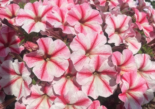 Petunia atkinsiana Prettytoonia Strawberry Cream (12 cm)