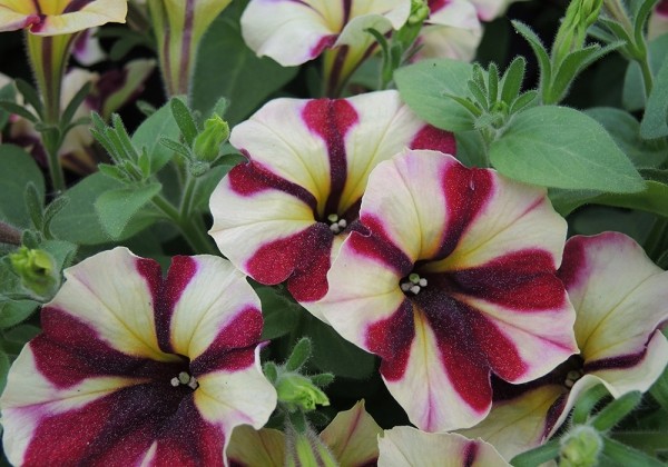 Petunia atkinsiana Prettytoonia Red Cream (12cm)