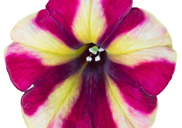 Petunia atkinsiana Prettytoonia Red Cream (12cm)