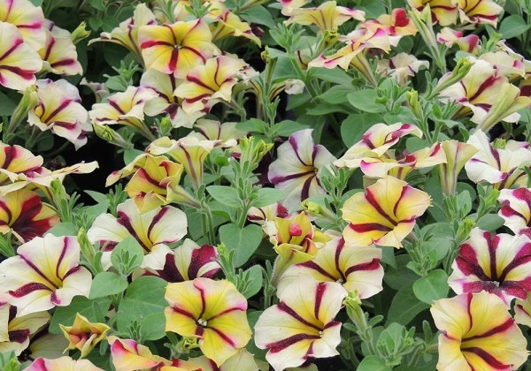 Petunia atkinsiana Prettytoonia Red Cream (12cm)