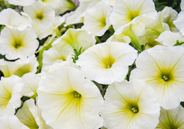 Petunia atkinsiana Prettytoonia Lemon