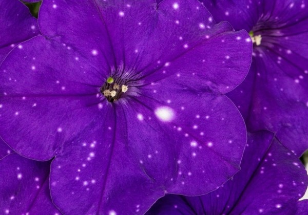 Petunia atkinsiana Constellation Virgo