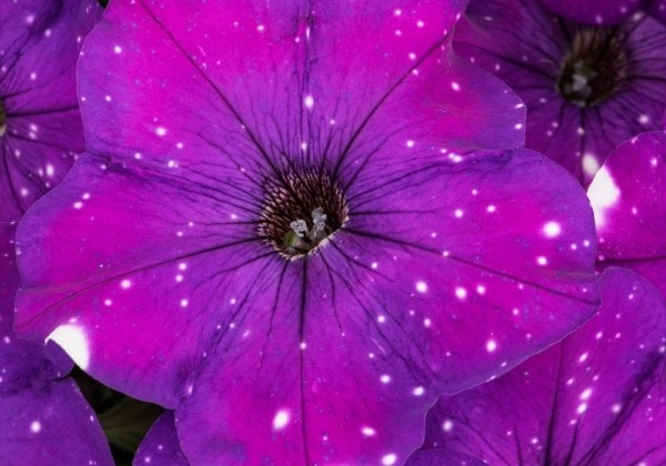 Petunia atkinsiana Constellation Aries (12cm)