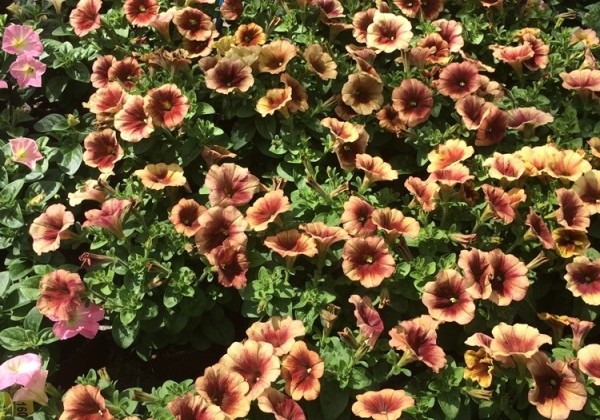 Petunia atkinsiana Prettytoonia Cappuccino (XXL)