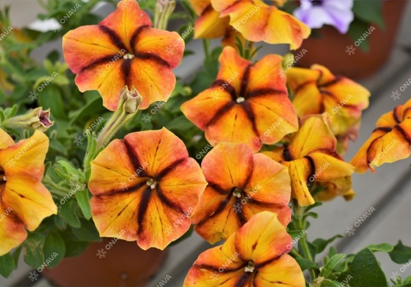 Petunia atkinsiana Prettytoonia Cherry Lemon