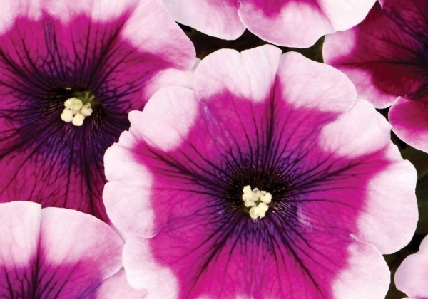 Petunia atkinsiana Crazytunia Passion Punch (12cm)