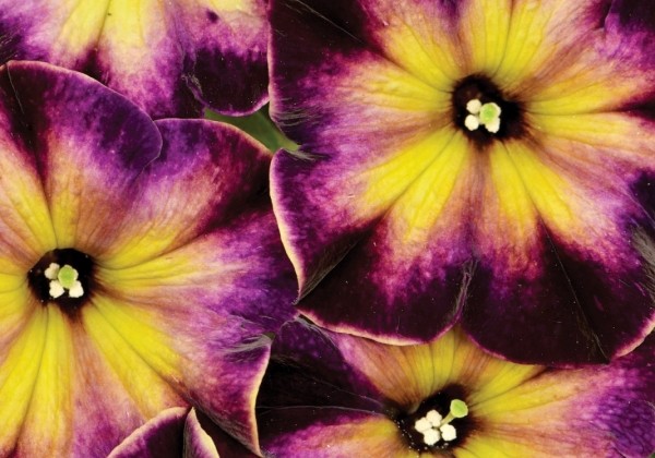 Petunia atkinsiana Crazytunia Moonstruck (12cm)
