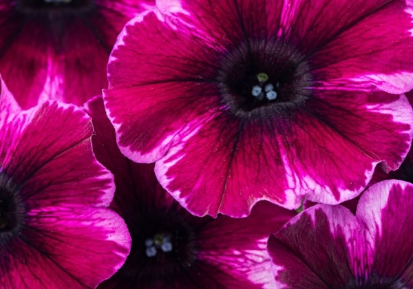 Petunia atkinsiana Crazytunia Ultra Violet (12cm)