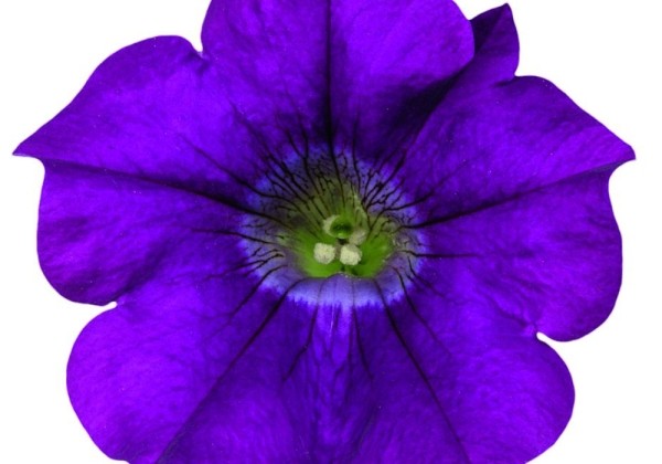Petunia atkinsiana Surfinia Amethyst
