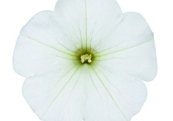 Petunia atkinsiana Surfinia Impulz White (12cm)
