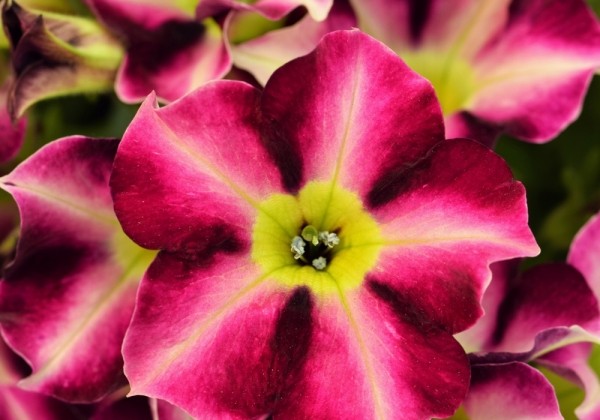 Petunia atkinsiana Crazytunia Star Fruit (XXL)