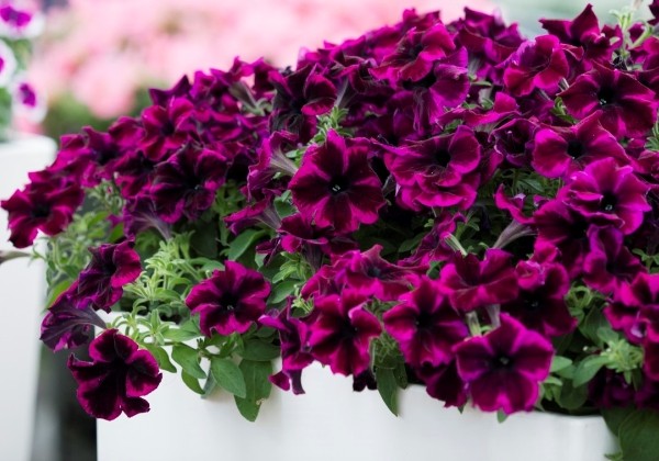 Petunia atkinsiana Crazytunia Cosmic Purple (12cm)