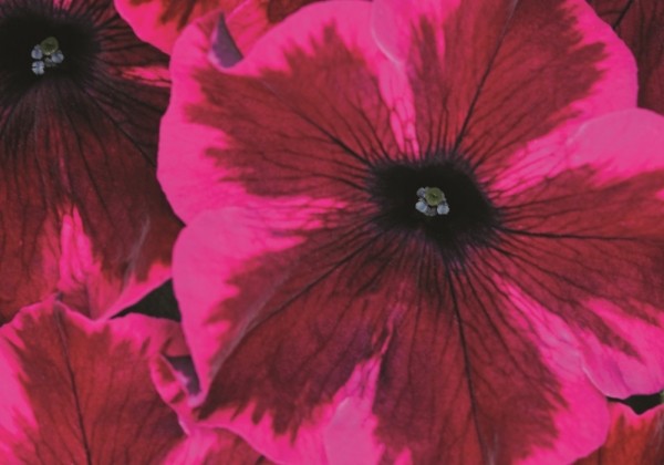 Petunia atkinsiana Crazytunia Cosmic Purple (12cm)