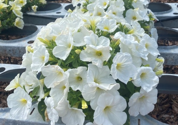 Petunia atkinsiana Prettytoonia White