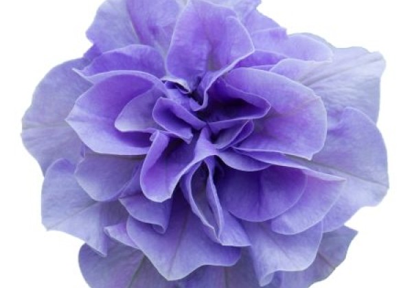 Petunia atkinsiana Tumbelina Maria