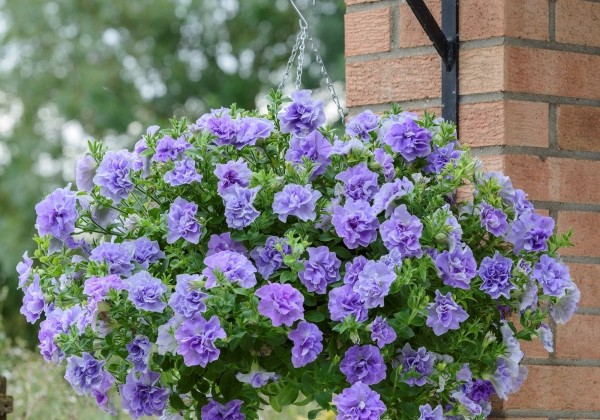 Petunia atkinsiana Tumbelina Maria