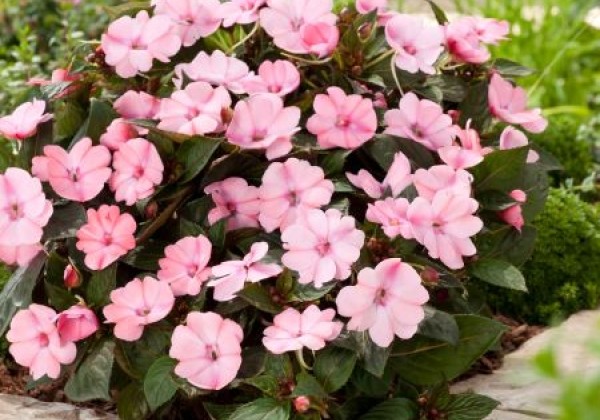 Impatiens Neu-Guinea Sunpatiens Compact Blush Pink (12cm)