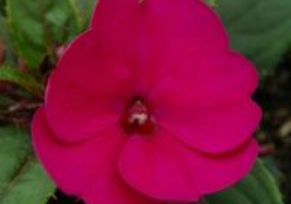 Impatiens Neu-Guinea Sunpatiens Compact Magenta (12cm)