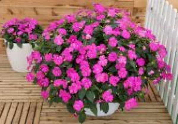 Impatiens Neu-Guinea Sunpatiens Compact Hot Lilac (XXL)