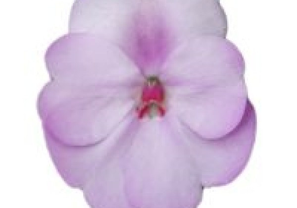 Impatiens Neu-Guinea Sunpatiens Compact Orchid Blush (XXL)