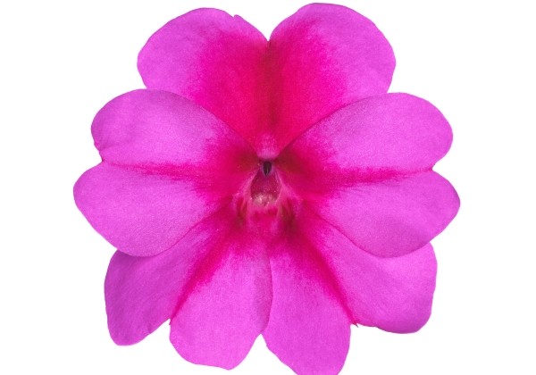 Impatiens Neu-Guinea Sunpatiens Compact Purple Candy (12cm)