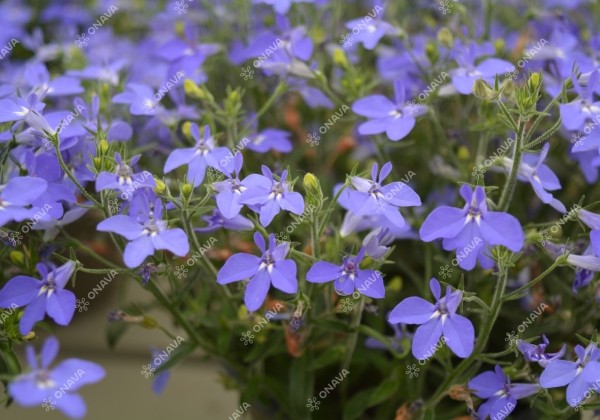 Lobelia erinus Africo True Blue