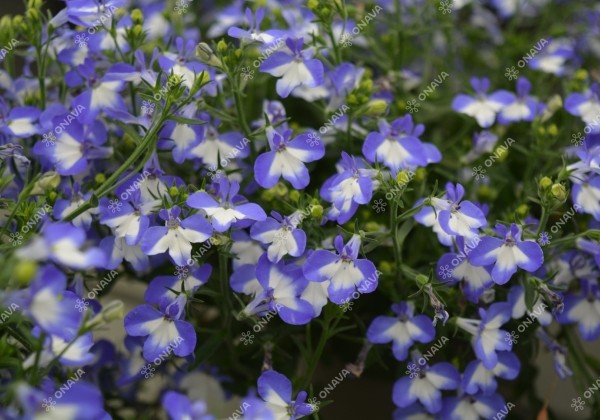 Lobelia erinus Africo Shine