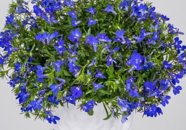 Lobelia erinus Africo Strong Blue