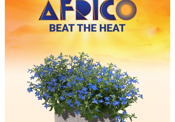 Lobelia erinus Africo Strong Blue
