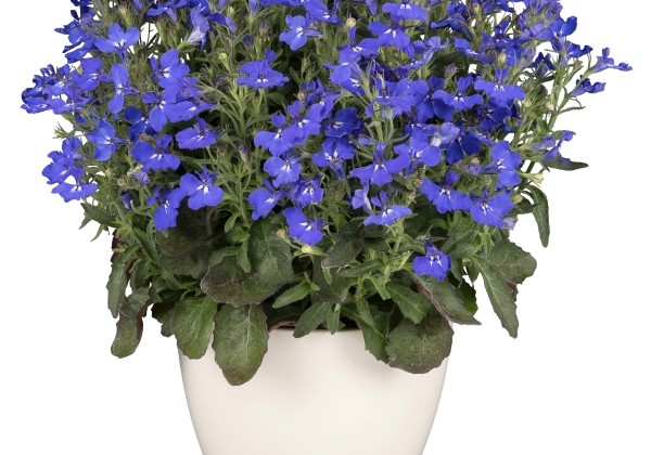 Lobelia erinus Africo Dark Blue