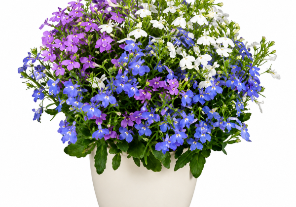 Lobelia erinus Africo Early Mix (XXL)