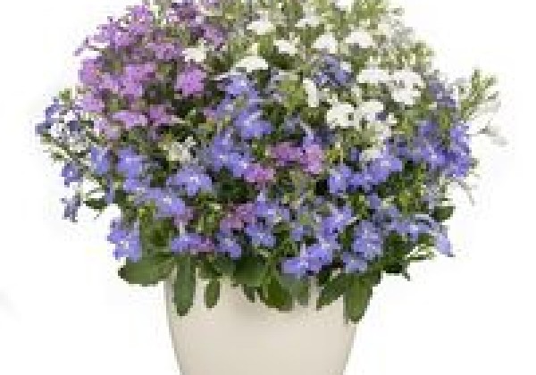 Lobelia erinus Africo Early Mix (XXL)