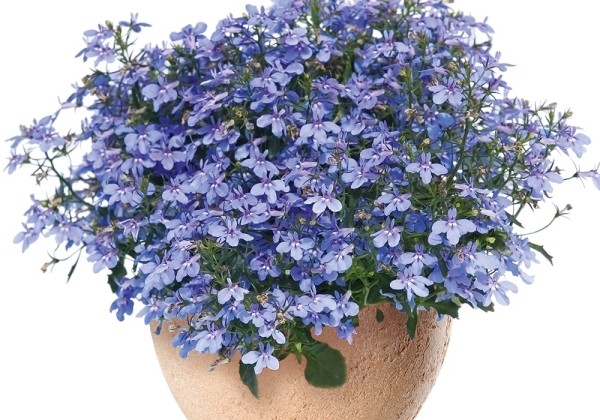 Lobelia erinus Hot Waterblue
