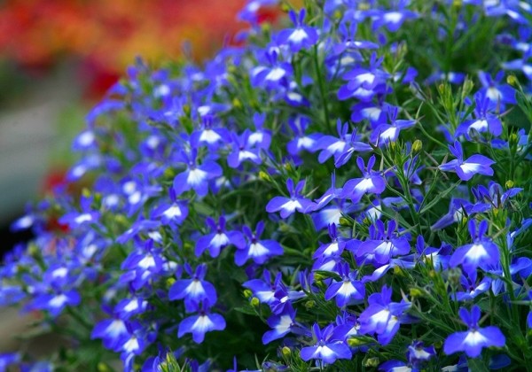 Lobelia erinus Hot Bavaria