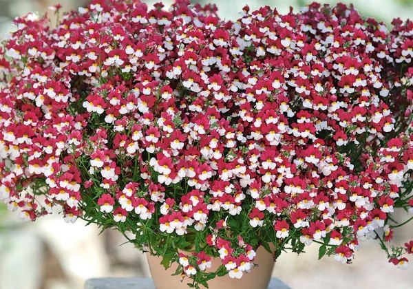 Nemesia hybrida Sunsatia plus Cherry on Ice (12cm)