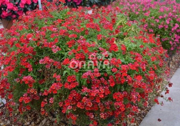 Nemesia hybrida Sunsatia plus Granada (12cm)