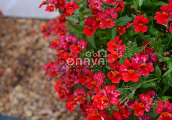 Nemesia hybrida Sunsatia plus Granada (12cm)