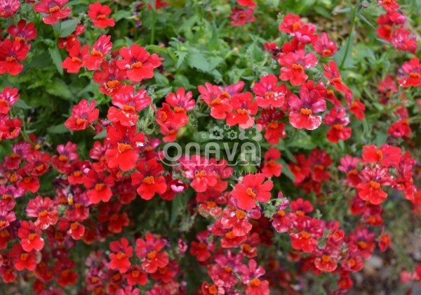 Nemesia hybrida Sunsatia plus Granada (12cm)