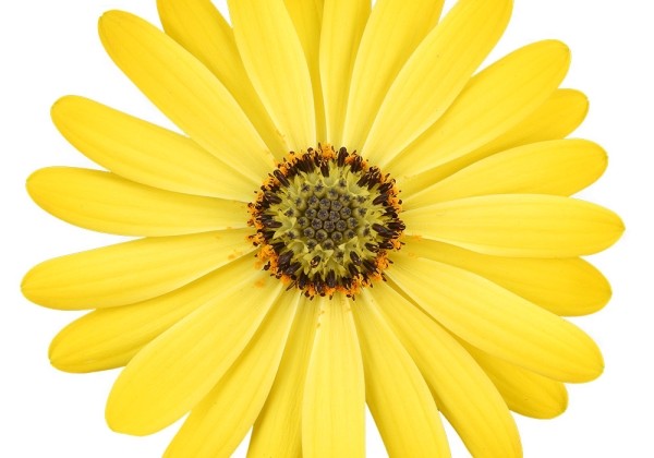 Osteospermum ecklonis Soleo Yellow