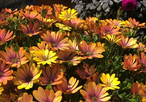 Osteospermum ecklonis Soleo Glow