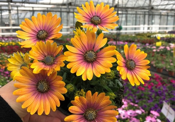 Osteospermum ecklonis Soleo Glow