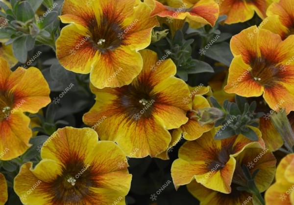 Petunia calibrachoa BeautiCal Caramel Yellow